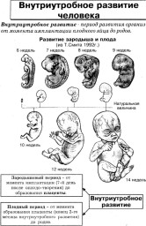 Таблица №6: Внутриутробное развитие человека