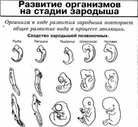 Таблица №5: Развитие организмов на стадии зародыша