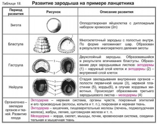 Таблица №7: Развитие зародыша на примере ланцетника