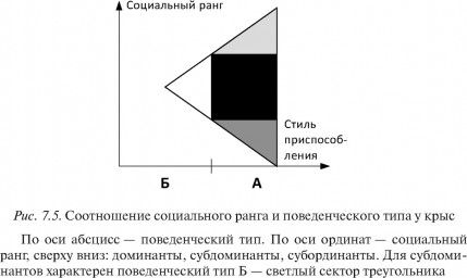 Таблица №11: Соотношение социального ранга и поведенческого типа у крыс