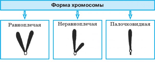 Таблица №2: Форма хромосомы