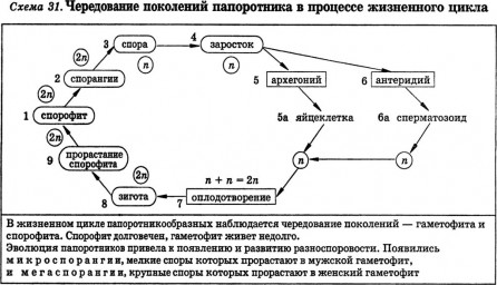 Таблица №5: Чередование поколения папоротника в процессе жизненного цикла