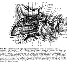 Таблица №7: Обонятельный нерв, крылонебный узел, ветви тройничного нерва
