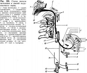 Таблица №4: Схема начала ветвления и связей подъязычного нерва