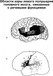Таблица №1: Области коры левого полушария головного мозга, связанные с речевыми функциями