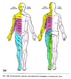 Таблица №15: Сегментарный принцип чувствительной иннервации человеческого тела