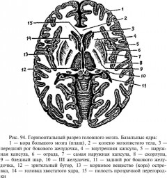 Таблица №3: Горизонтальный разрез головного мозга. Базальные ядра