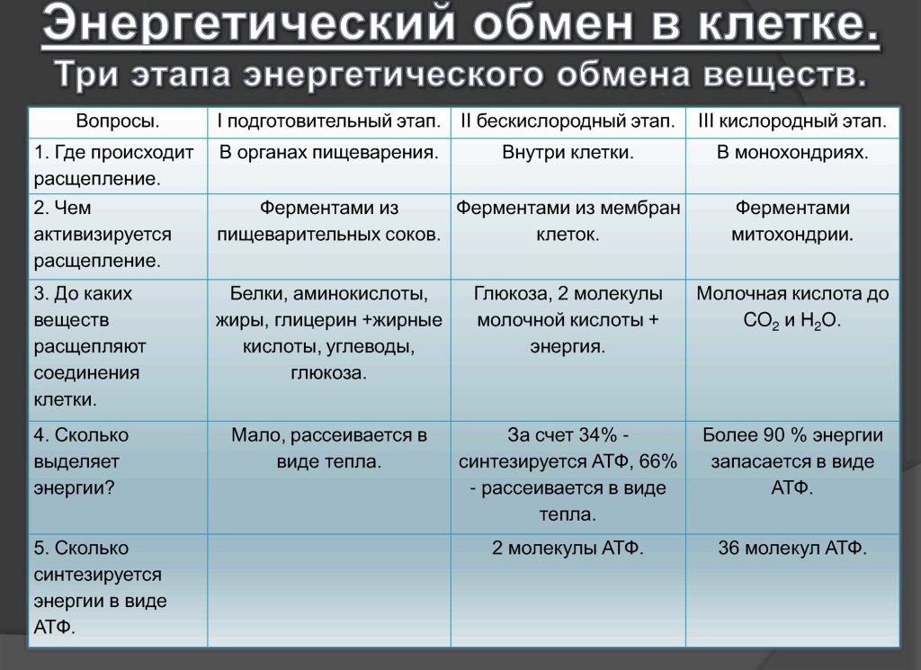 Обмен веществ этапы энергетического обмена. 3 Этапа энергетического обмена таблица. Три этапа энергетического обмена таблица.