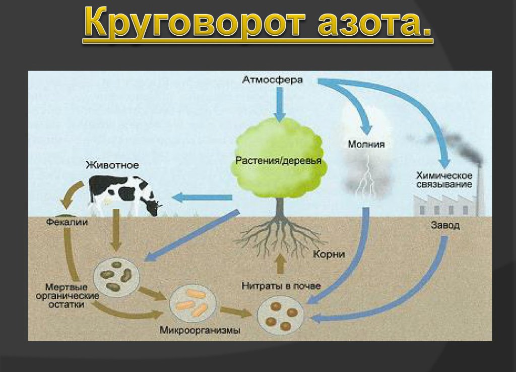 Какие организмы усваивают азот. Круговорот азота. Фазы круговорота азота. Биохимический круговорот азота. Круговорот азота схема 9 класс биология.