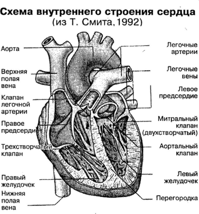 Схема внутреннего строения сердца