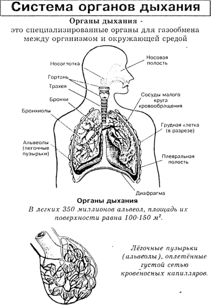 Дыхание таблица 8 класс биология. Строение системы органов дыхания человека. Структура и функции дыхательной системы. Система органов дыхания человека схема. Строение и функции дыхательной системы анатомия.