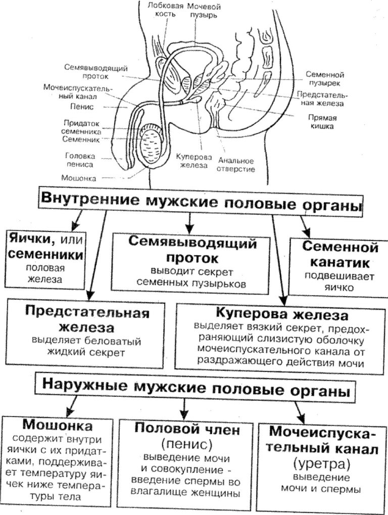 Женская половая система кратко. Наружные мужские пол органы строение и функции. Мужская половая система функции анатомия. Репродуктивная система человека схема. Строение мужской половой системы строение и функции.