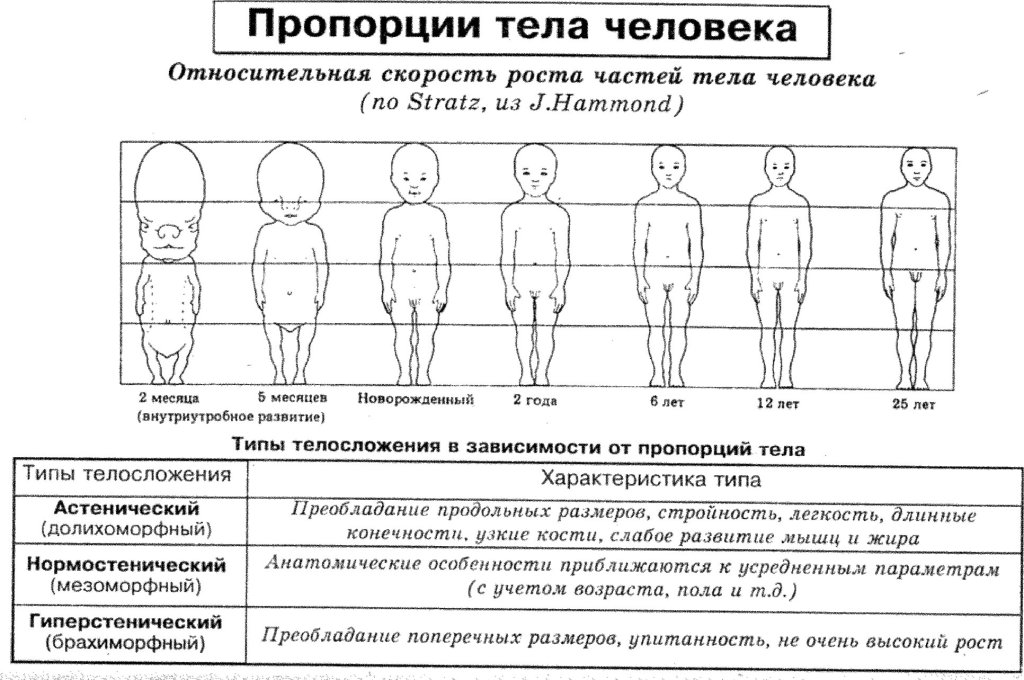 Пропорции тела человека