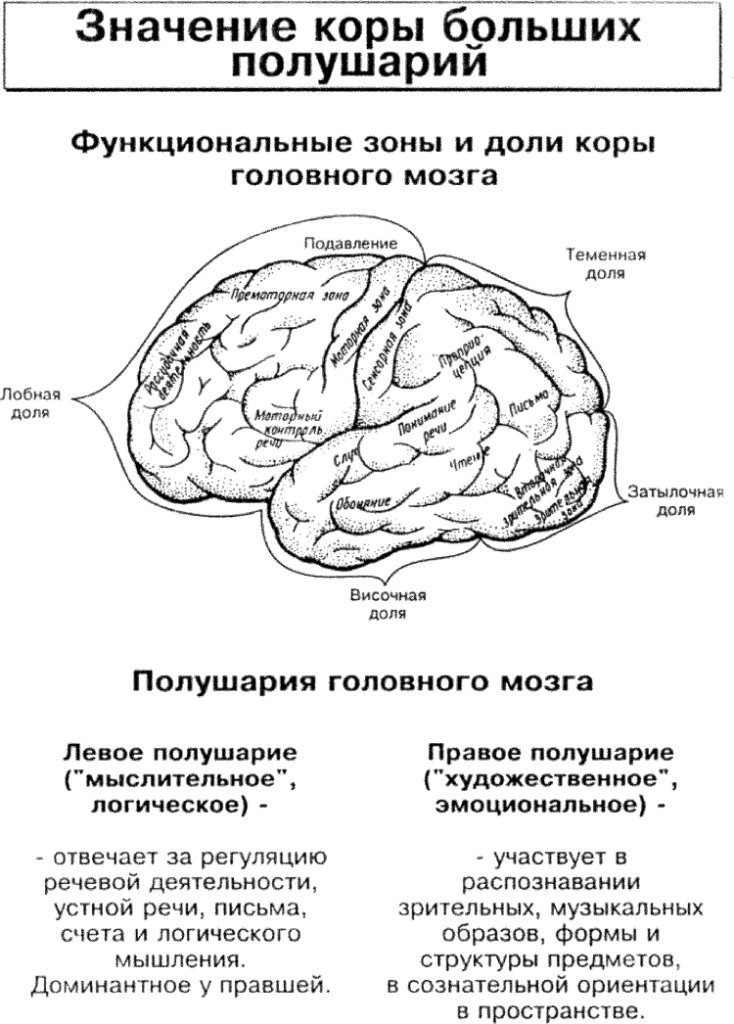 Кору и полушария в головном мозге имеют. Строение головного мозга доли коры. Функции долей больших полушарий головного мозга таблица.