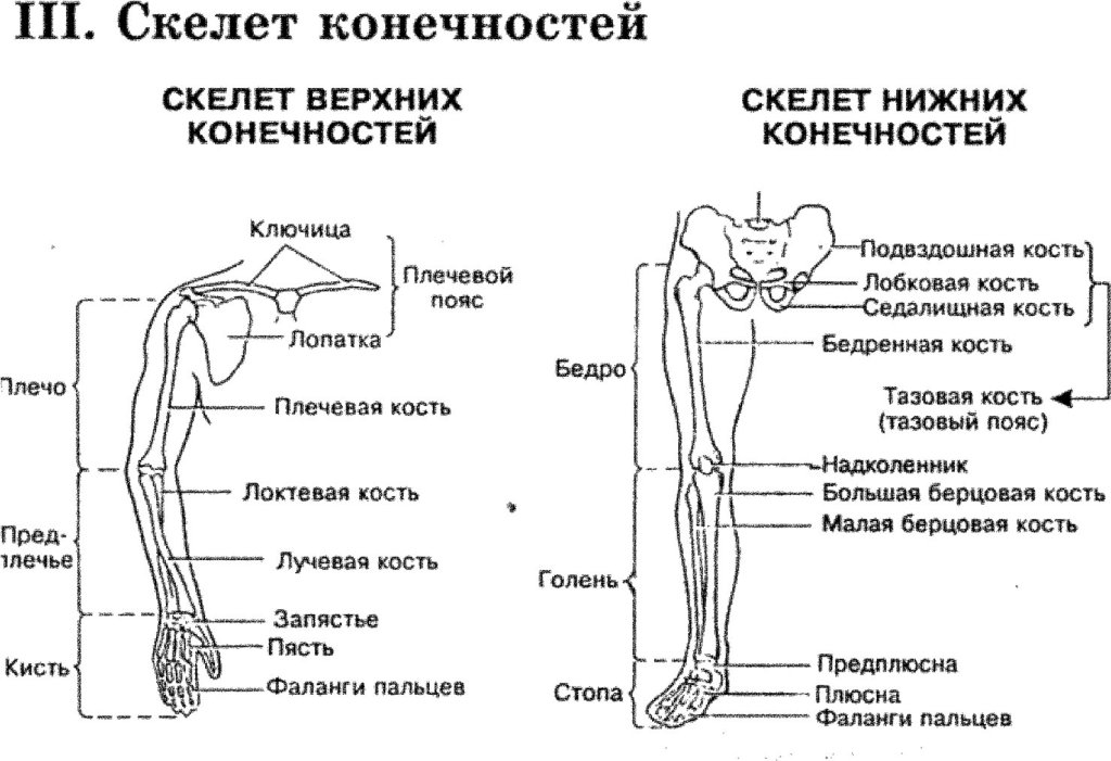 Части верхней конечности человека. Схемы строения верхней и нижней конечности. Строение скелета верхней конечности анатомия. Схема строения скелета верхней конечности. Строение скелета верхней конечности (отделы и кости).