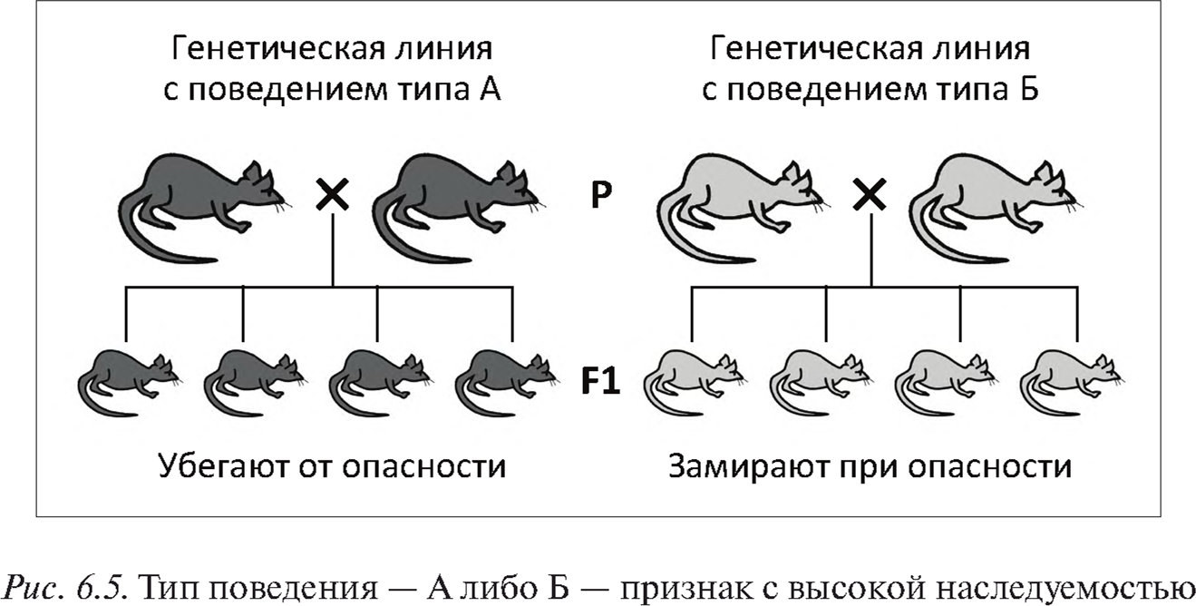 Наследственная линия. Генетические основы поведения. Генетика поведения животных. Генетические основы поведения животных. Генетический поведение.
