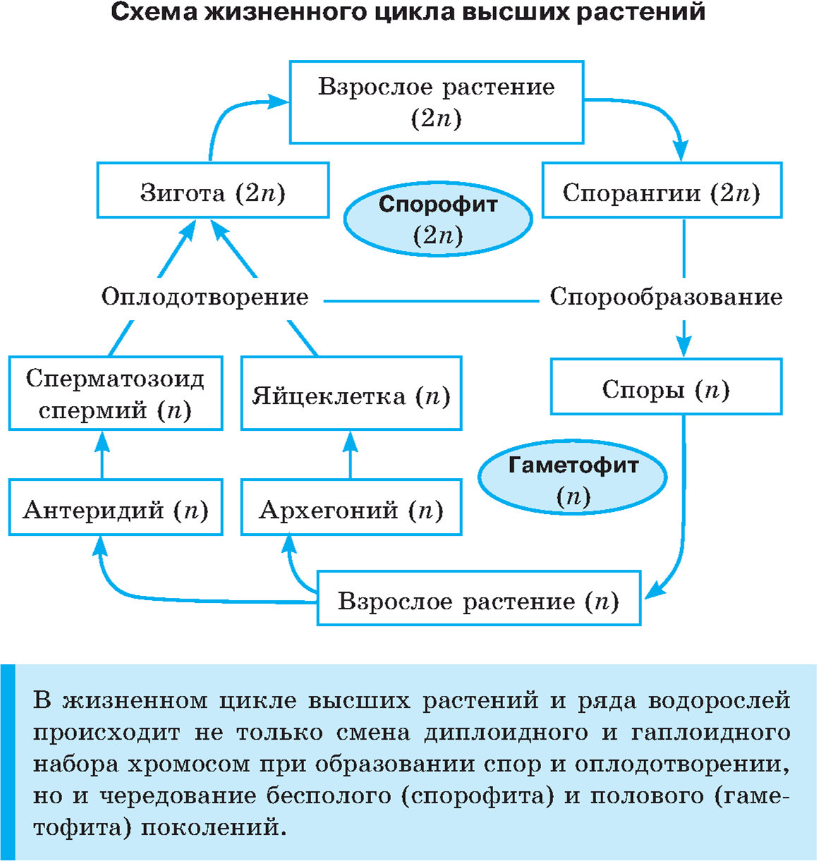 Схема жизненного цикла высших растений
