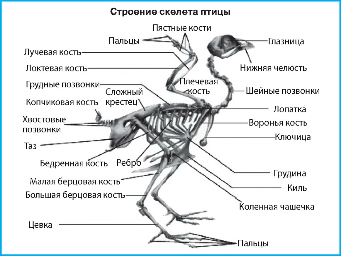 Какие особенности строения скелета птиц не связаны. Скелет птицы пояс передних конечностей. Скелетное строение птицы. Строение кости скелета птицы. Строение птиц скелет птиц.