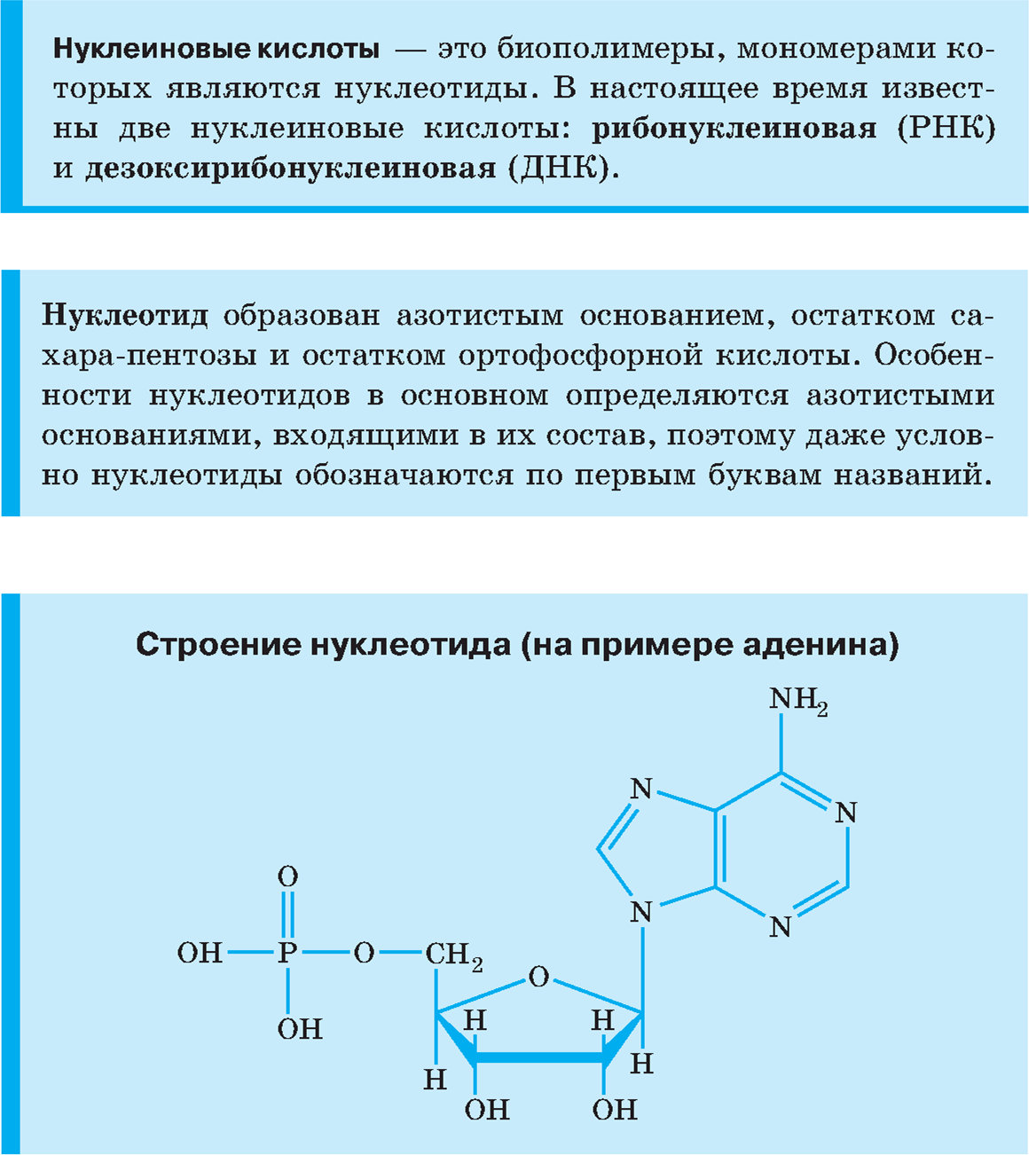 Нуклеиновые кислоты, строение нуклеотида (на примере аденина)