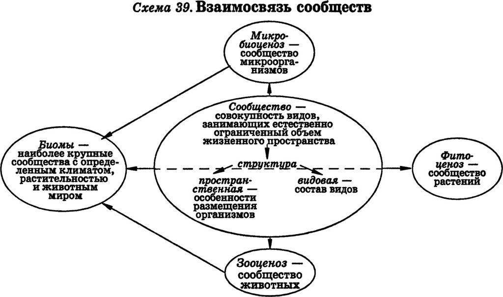 Взаимосвязь сообществ (биомы, фитоценоз, зооценоз, биоценоз)