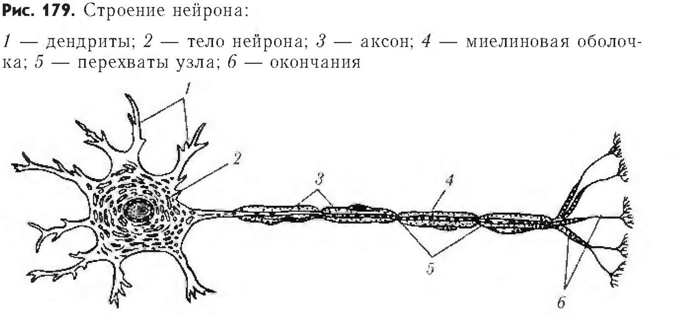 Строение нейрона (дендриты, аксон)