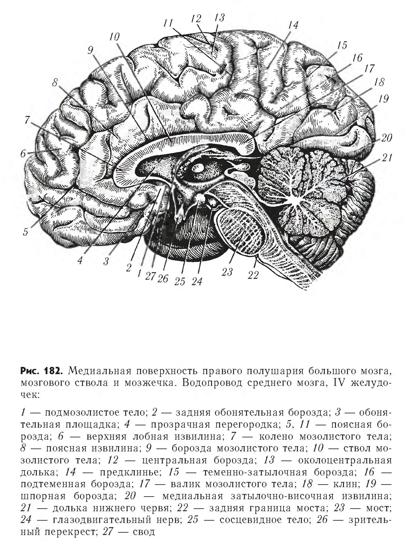 Медиальная поверхность мозга. Медиальная поверхность головного мозга анатомия. Медиальная поверхность головного мозга рисунок. Медиальный разрез головного мозга.
