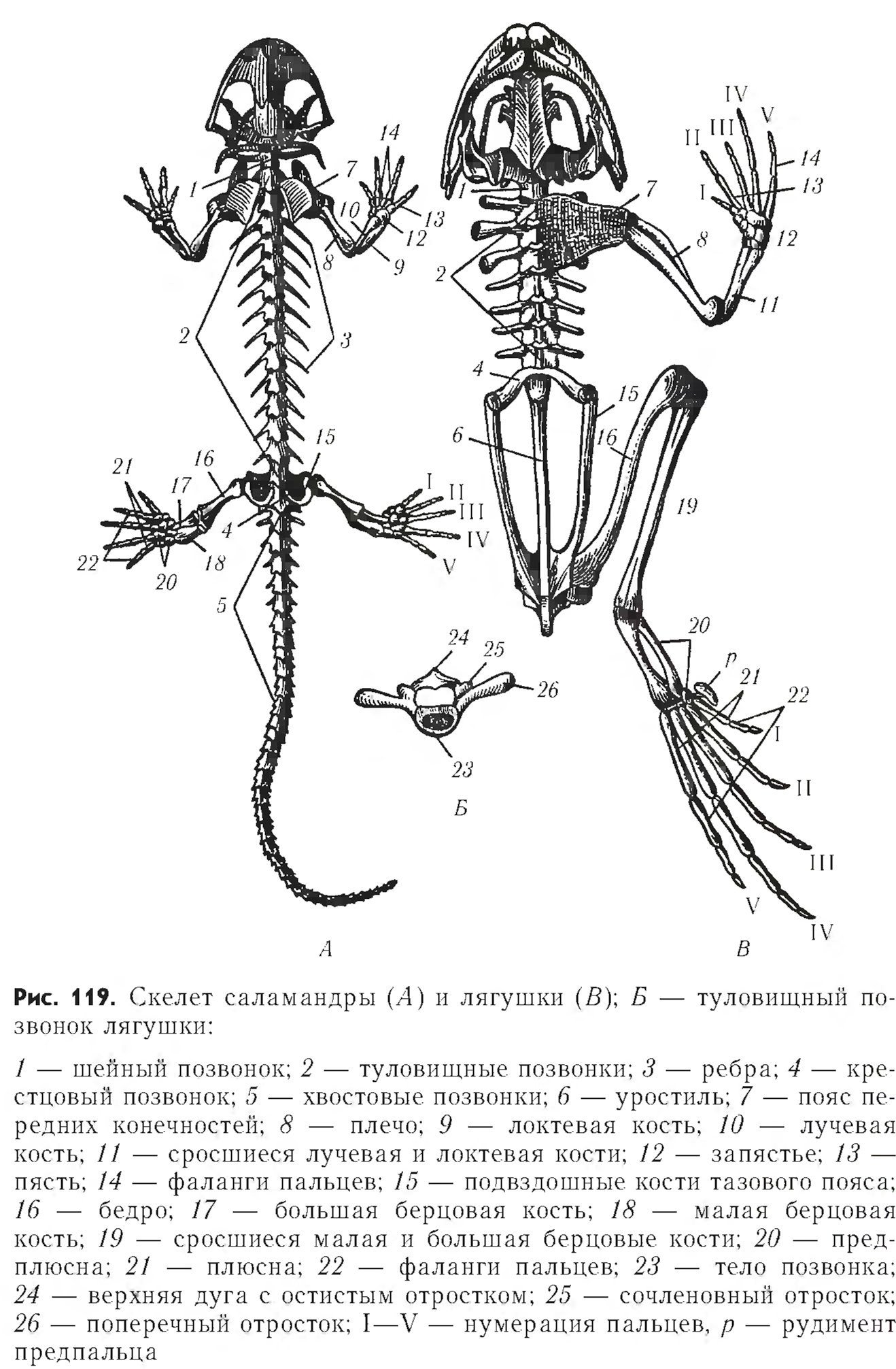 Скелет лягушки позвоночник. Скелет земноводных уростиль. Отделы скелета лягушки. Скелет позвоночника амфибий. Строение скелета амфибий.