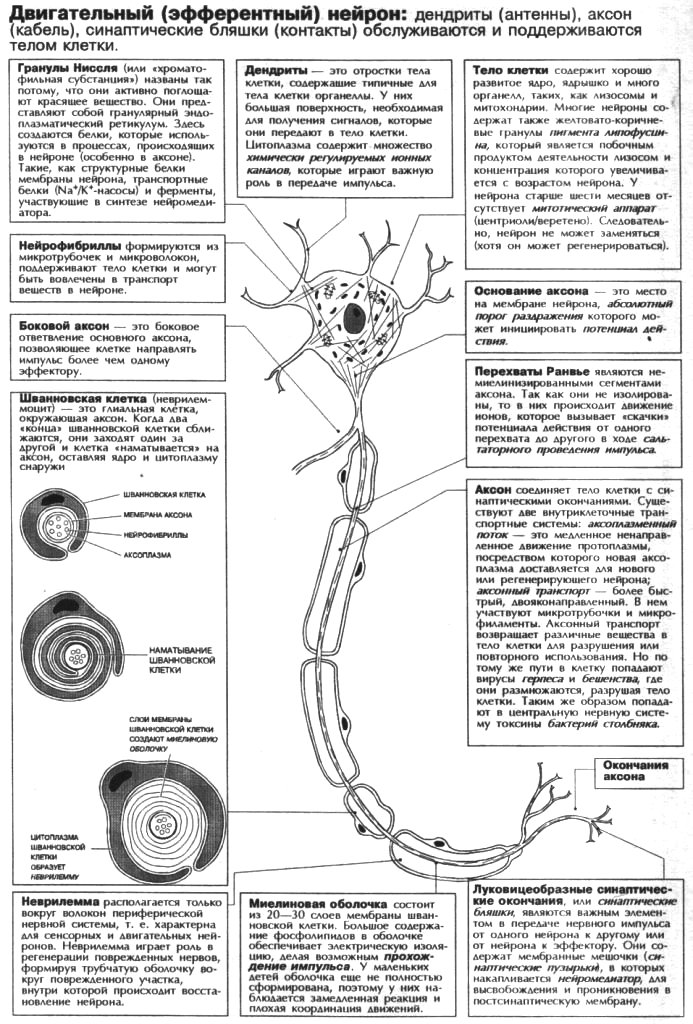 Двигательный эфферентный нейрон