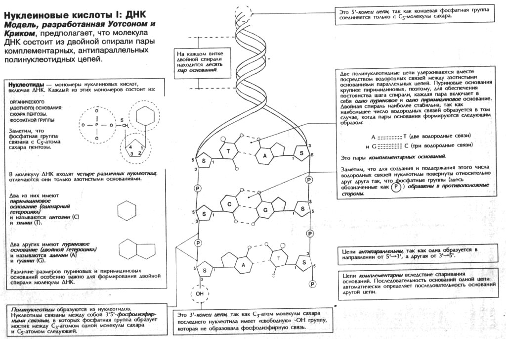 ДНК, модель Уотсона и Крика