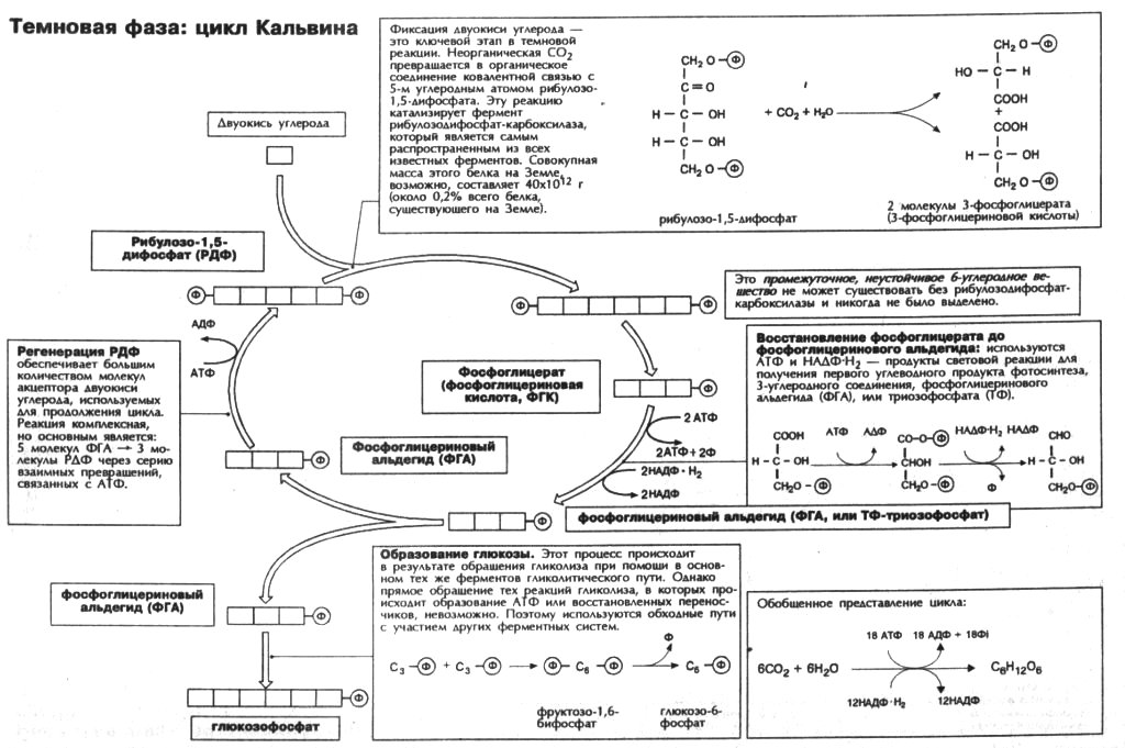 Таблица реакции фотосинтеза. Цикл Кальвина карбоксилирование. Цикл Кальвина в фотосинтезе схема. Темновая фаза цикл Кальвина. C3-путь фотосинтеза (цикл Кальвина)..