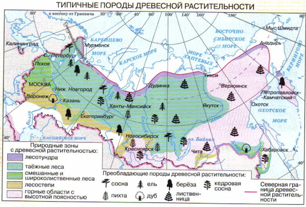 Типичные породы древесной растительности в РФ