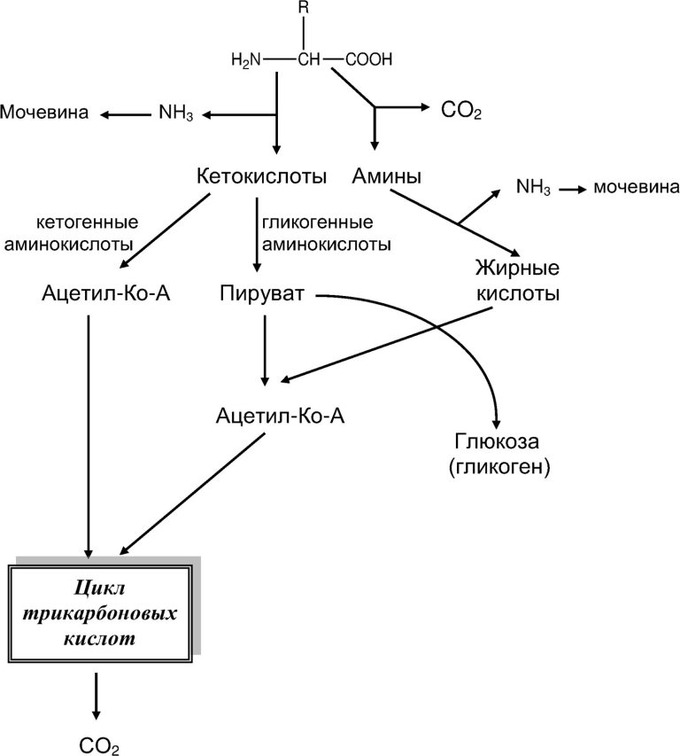 Метаболизм белков, пептидов, аминокислот катаболизм аминокислот