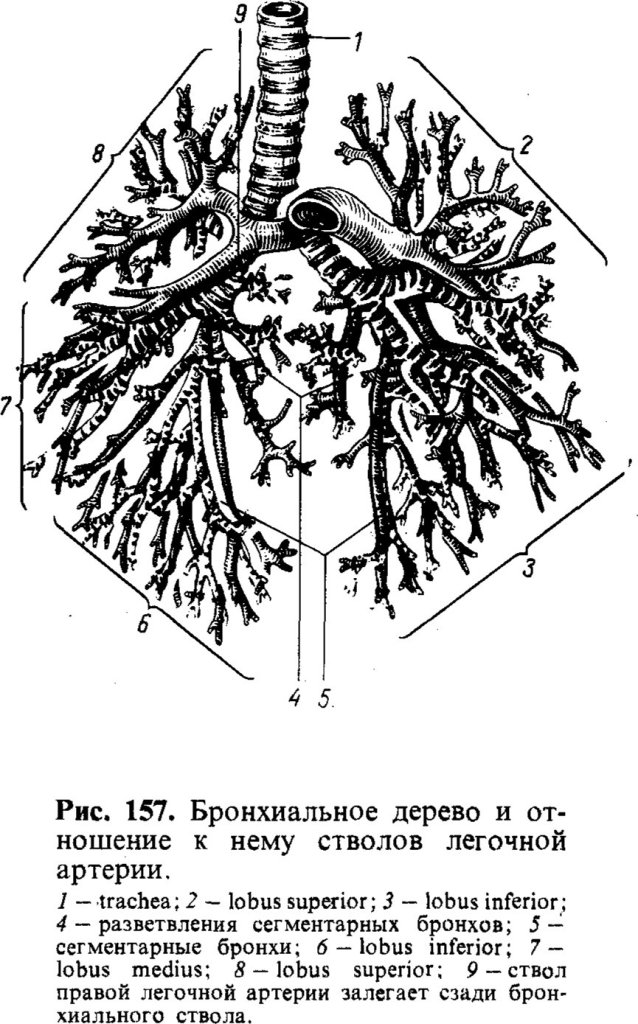 Бронхиальное дерево (полусхематично)