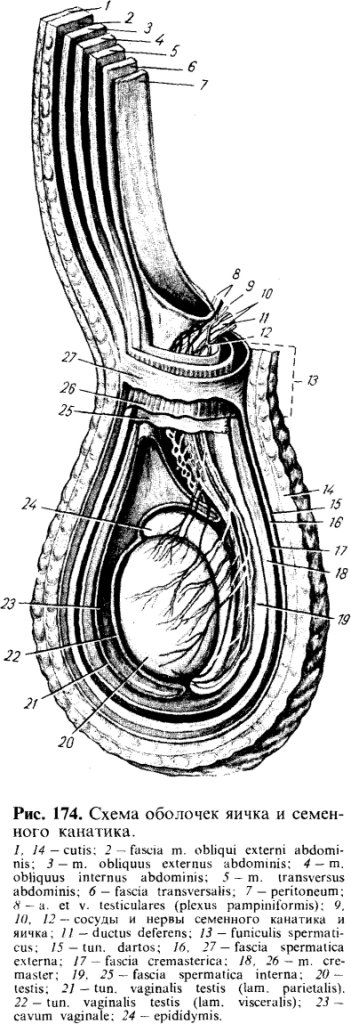 Схема оболочек яичка и семенного канатика