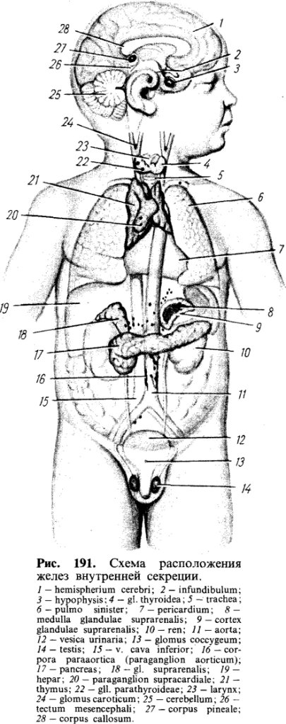 Схема расположения желез внутренней секреции