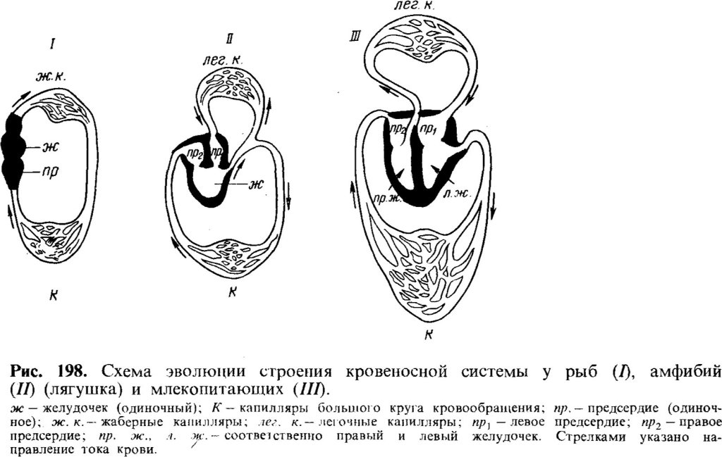 Схема эволюции строения кровеносной системы у рыб (I), амфибий (II) (лягушка) и млекопитающих (III)