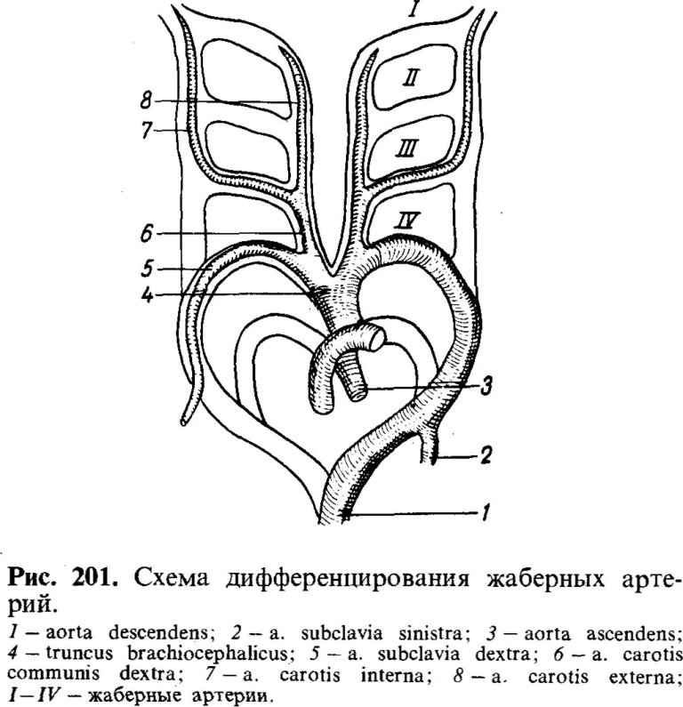 Схема дифференцирования жаберных артерий
