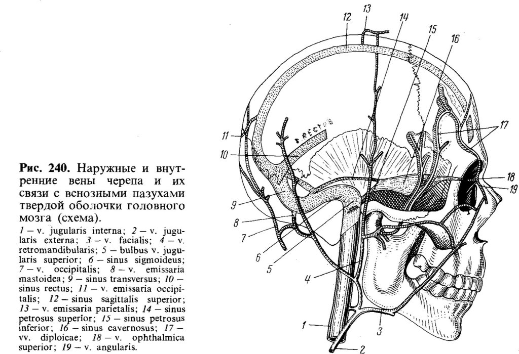 Наружные и внутренние вены черепа и их связи с венозными пазухами твердой оболочки головного мозга