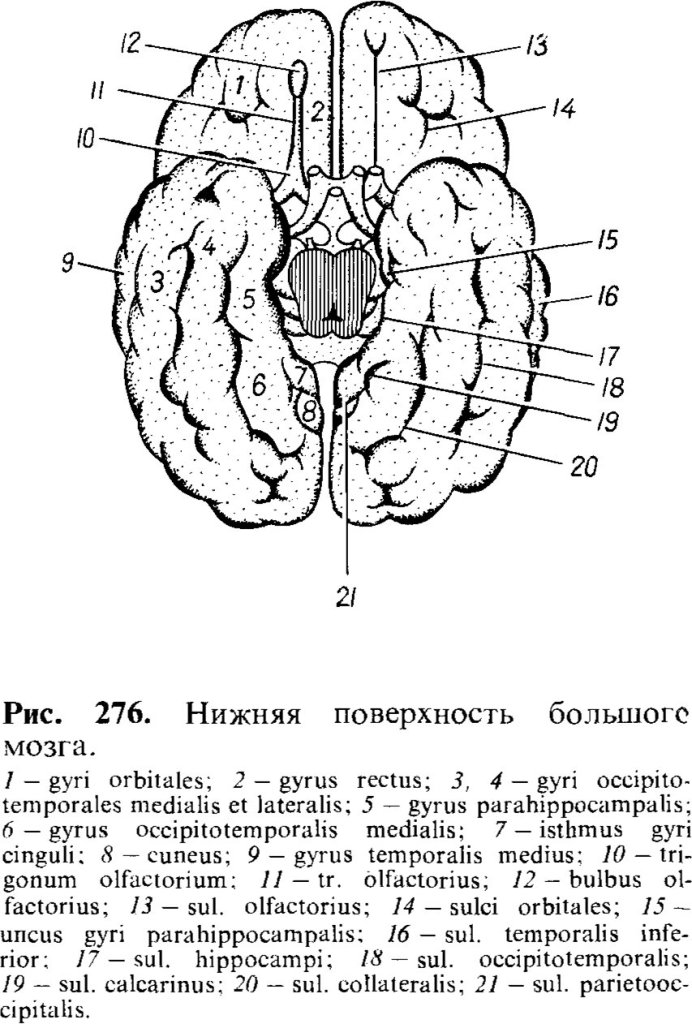 Нижняя поверхность большого мозга