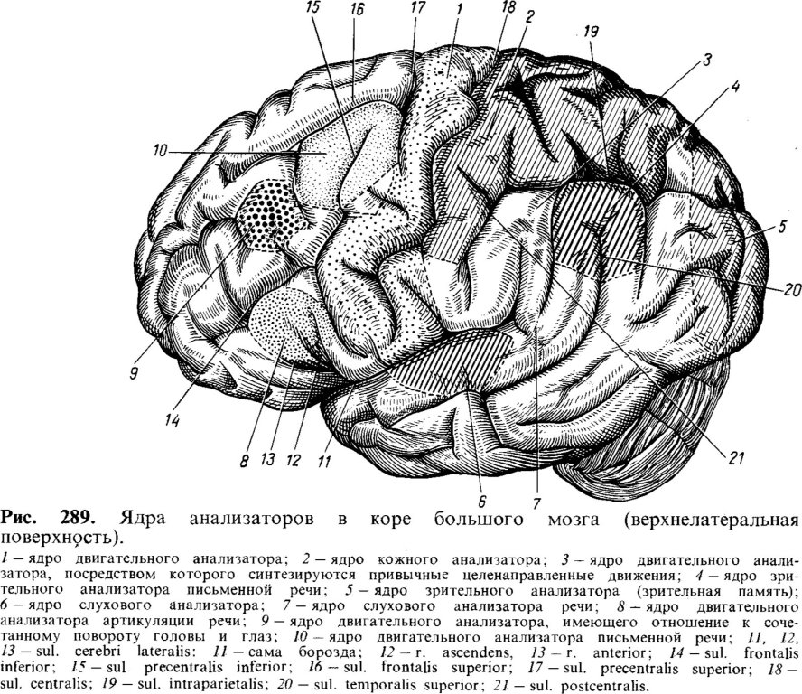 Ядра анализаторов в коре большого мозга (верхнелатеральная поверхность)