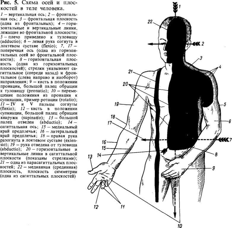 Схема осей и плоскостей в теле человека