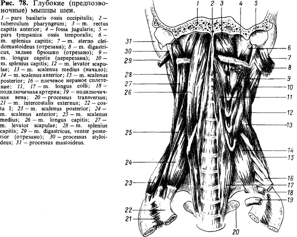 Глубокие (предпозвоночные) мышцы шеи