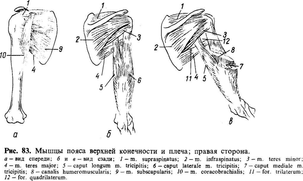 Мышцы пояса верхней конечности и плеча; правая сторона