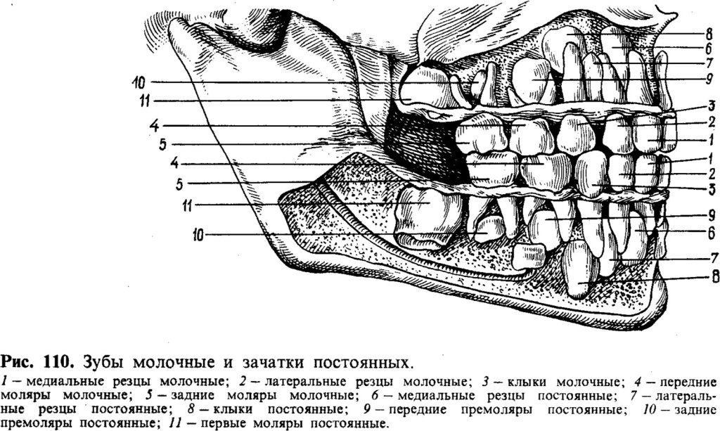 Зубы молочные и зачатки постоянных