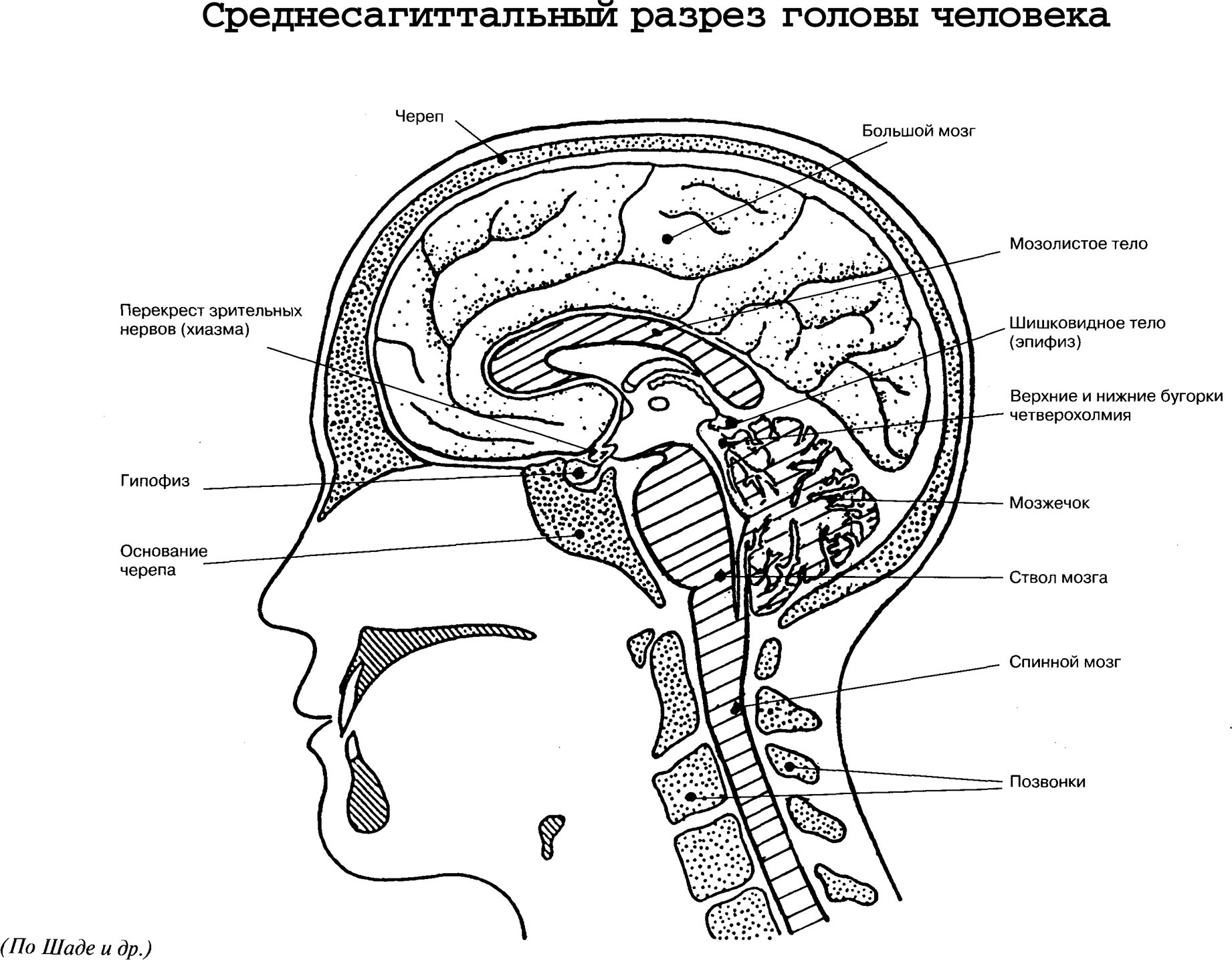 В полости черепа расположен. Среднесагиттальный разрез головы человека. Строение головы сбоку. Внутреннее строение головы человека схема. Сагиттальный разрез черепа.