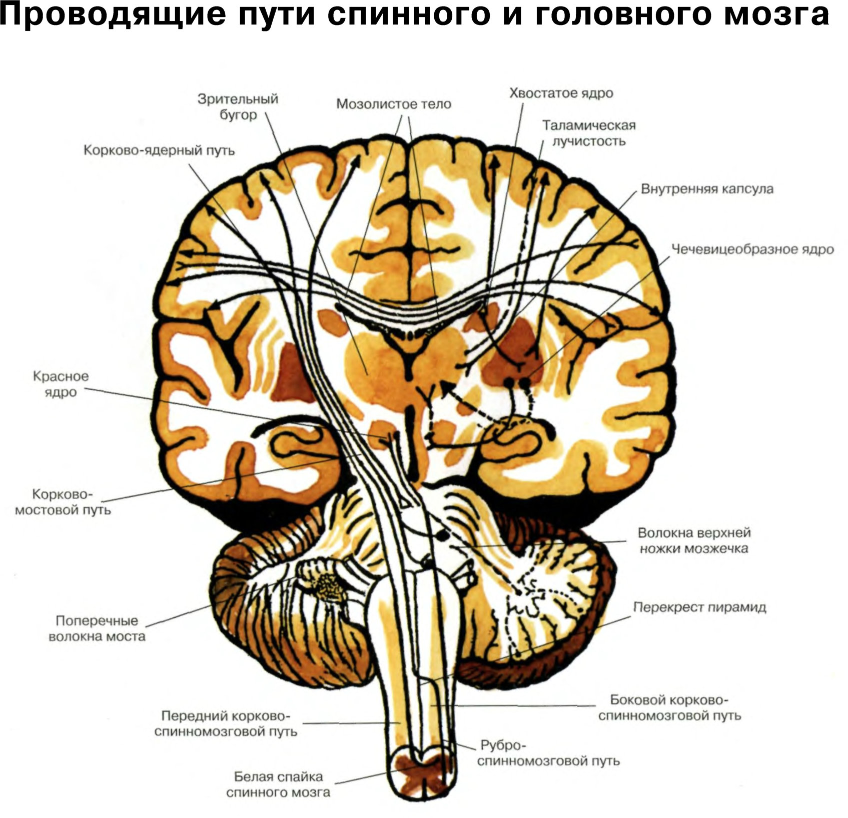 Проведенные на головном мозге