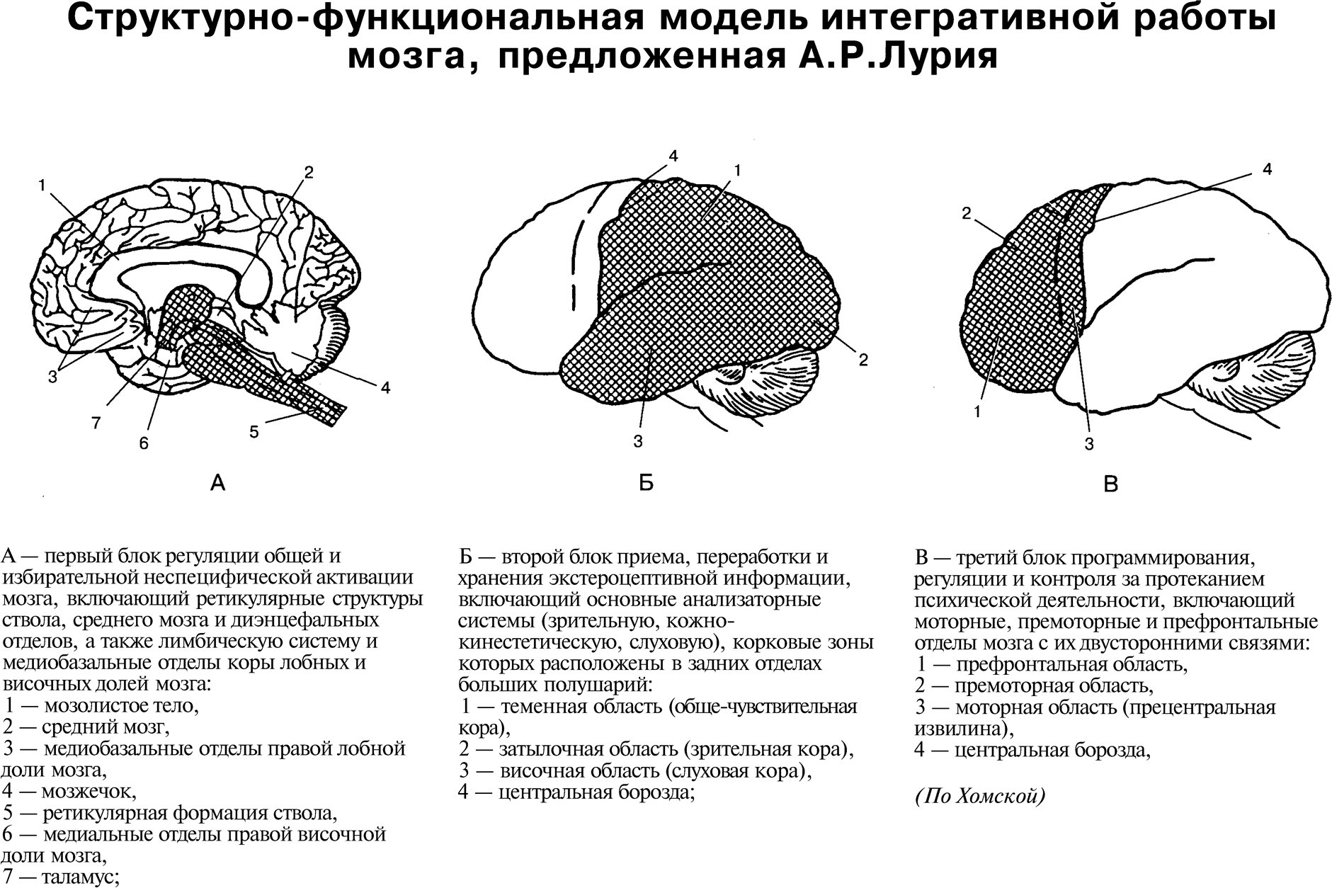 Структурно-функциональная модель интегративной работы мозга, предложенная А.Р.Лурия