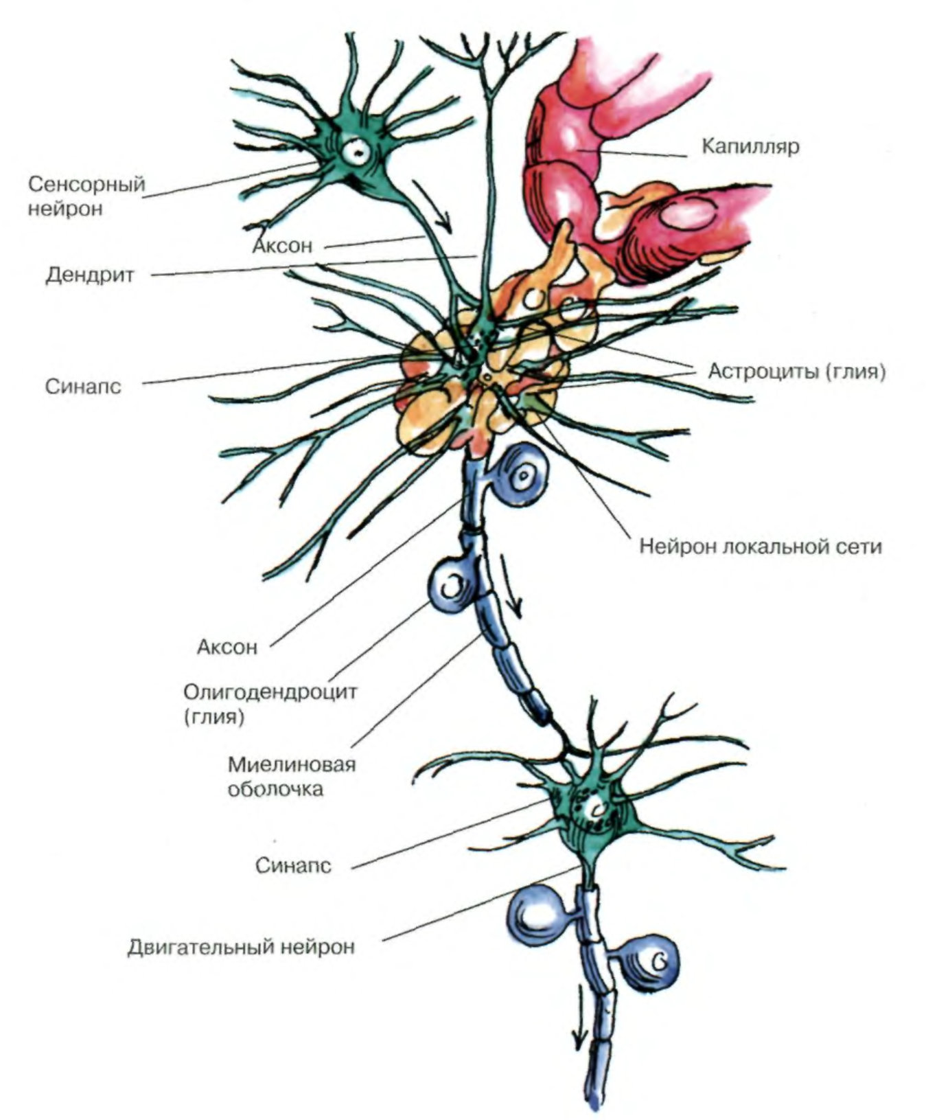 Нервные узлы и нейрон. Схема строения нейрона. Строение нейрона и нейроглии. Нервная система строение нейрона нейроглия. Нейрон с множеством дендритов.
