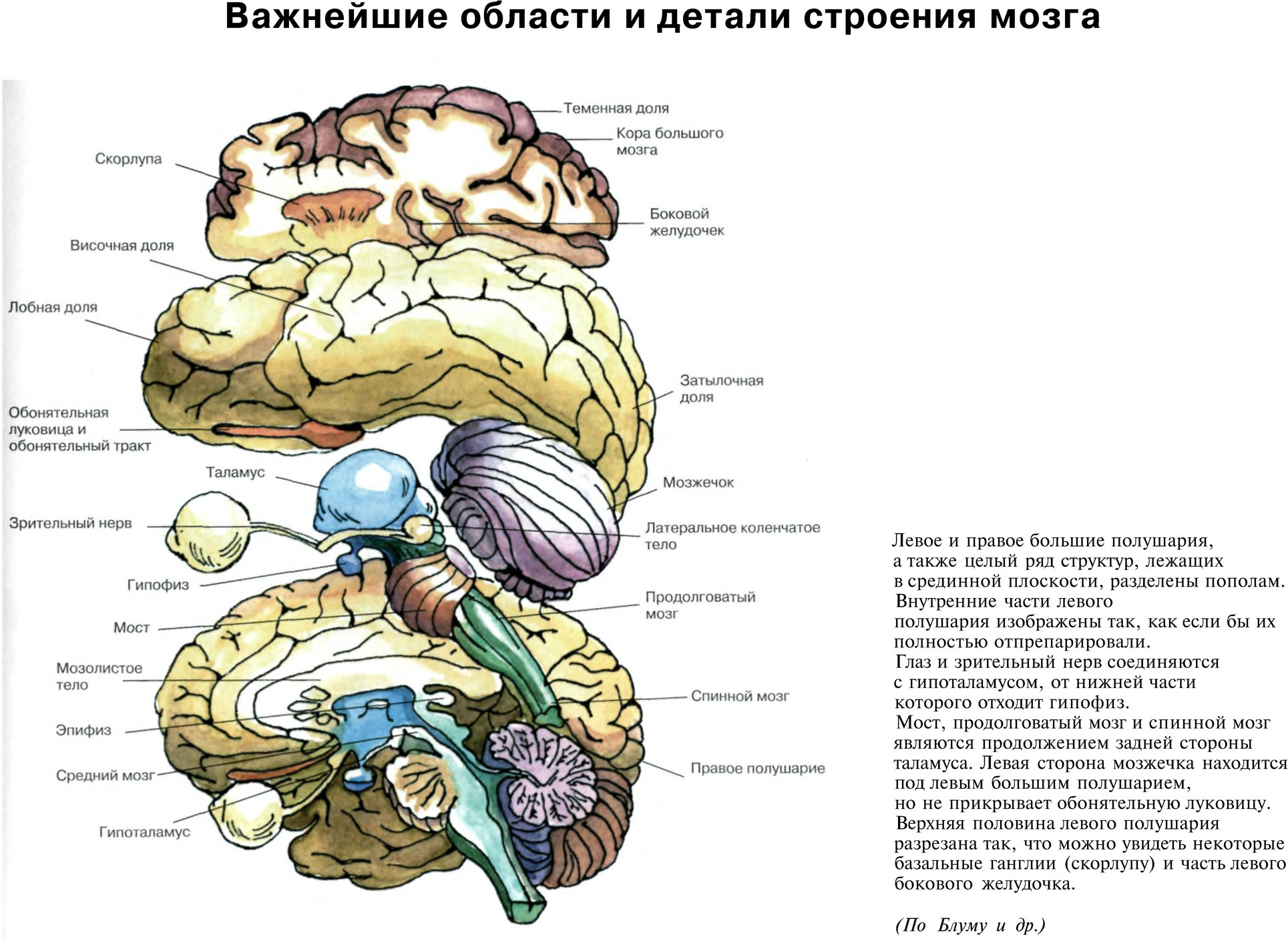 Важнейшие области и детали строения мозга