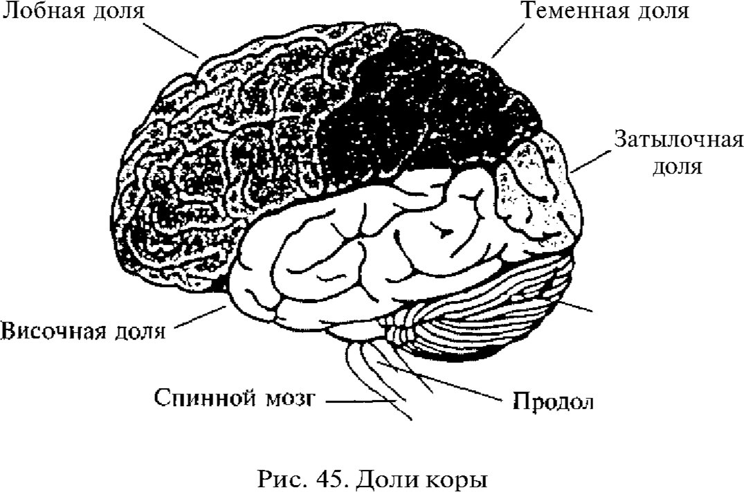 Затылочно теменная область мозга. Префронтальная зона коры головного. Доли коры больших полушарий.